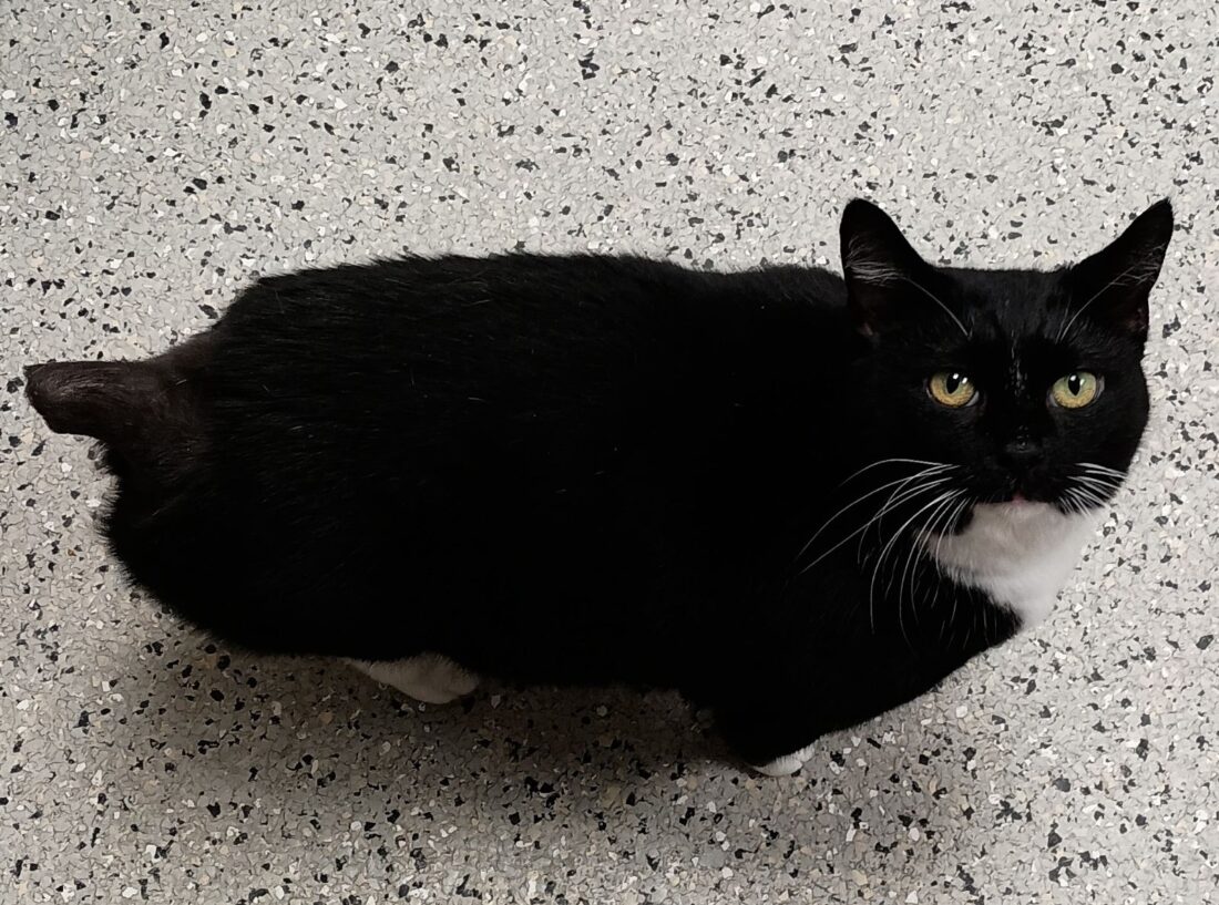 Fundraiser set for Belmont County's cats | News, Sports, Jobs - Vimarsana News